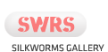 SILKWORMS GALLERY